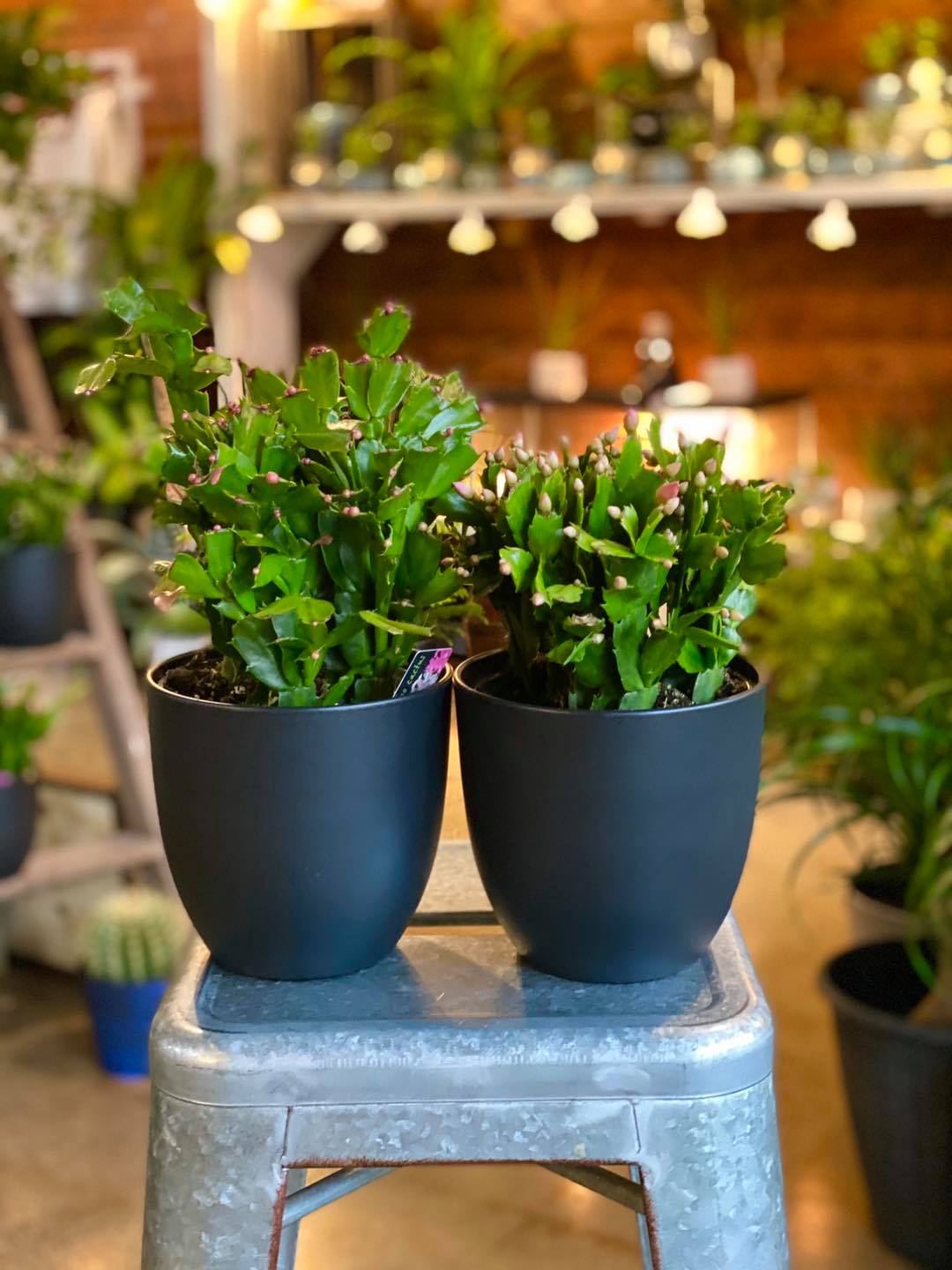 Petals By Peyton La Salle, IL