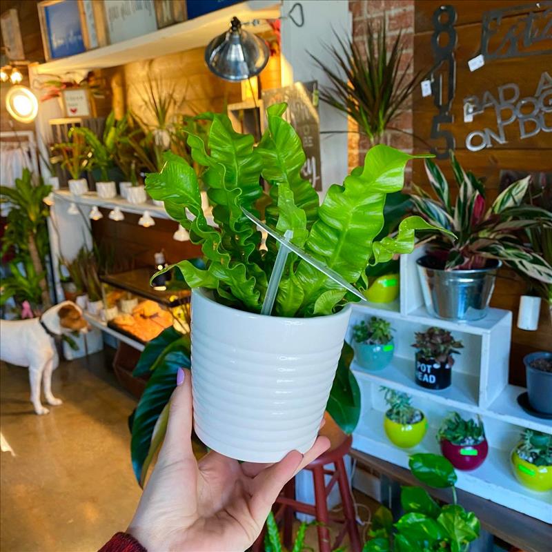 Petals By Peyton La Salle, IL