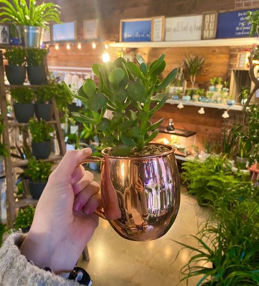 Petals By Peyton La Salle, IL